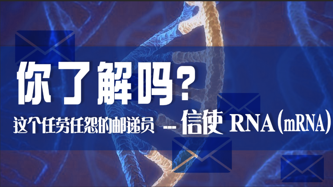 科普园地|这个任劳任怨的邮递员——信使 RNA（mRNA），你了解吗？