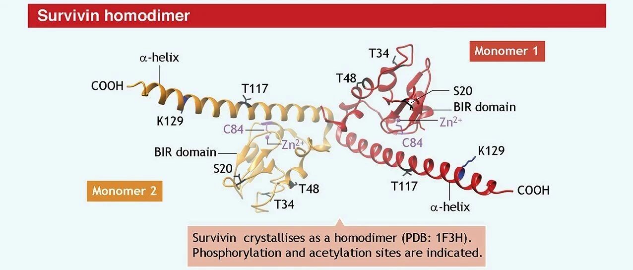 New Frontiers in Glioblastoma Immunotherapy – Survivin-Targeting Cancer Vaccines