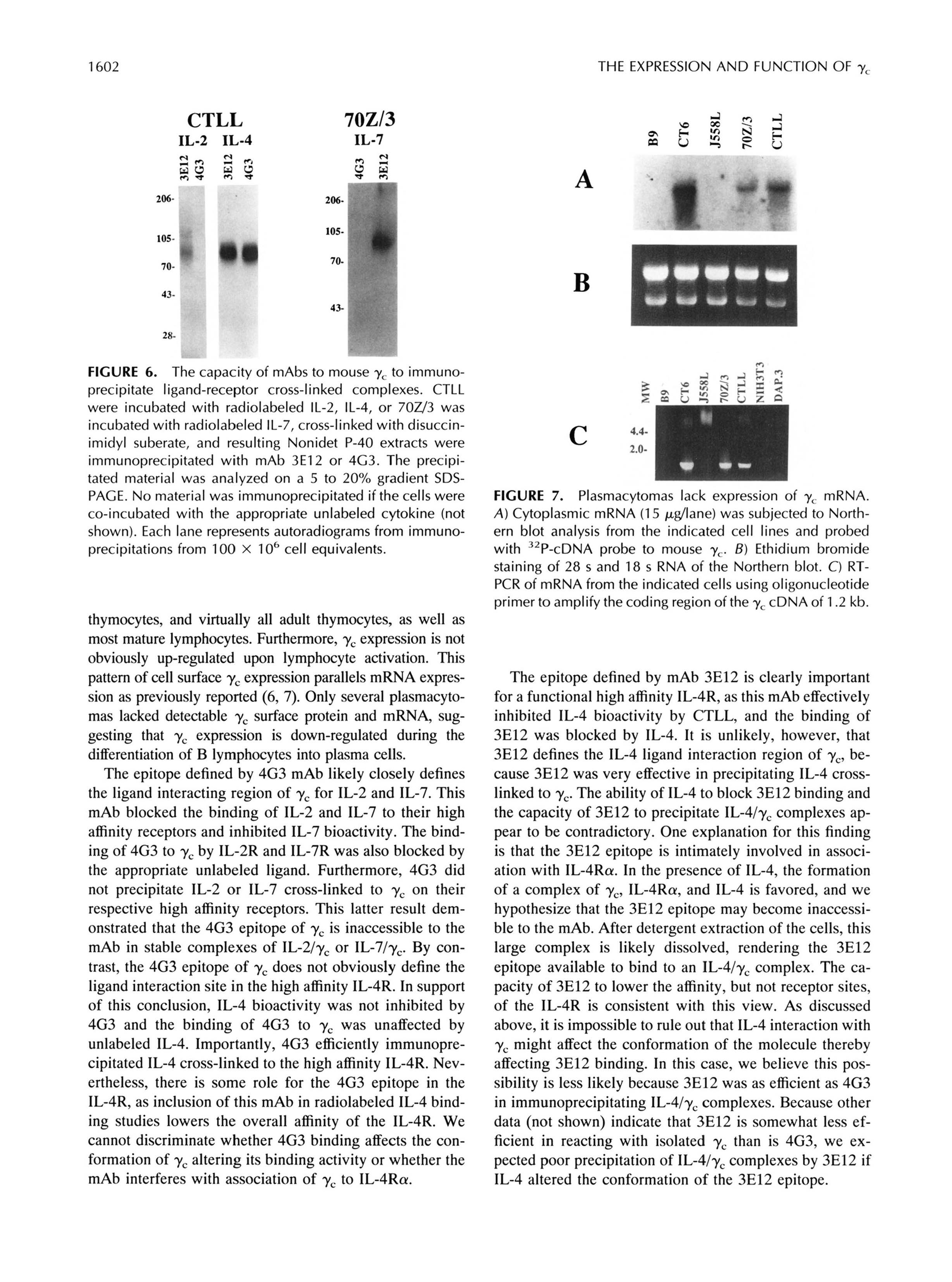 2-Expression and function of the gamma c subunit of the IL-2, IL-4, and IL-7 receptors. Distinct interaction of gamma c in the IL-4 receptor-7 2-Expression and function of the gamma c subunit of the IL-2, IL-4, and IL-7 receptors. Distinct interaction of gamma c in the IL-4 receptor-7