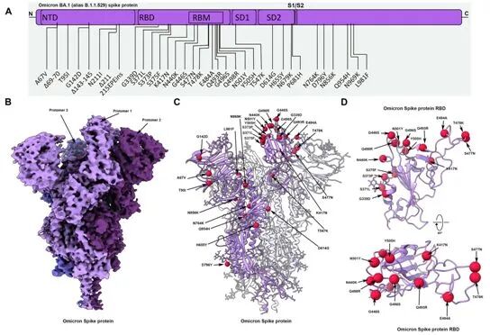 2022-01-27_Science:首次在分子水平上揭示SARS-CoV-2变体奥密克戎感染人体细胞机制_2 2022-01-27_Science:首次在分子水平上揭示SARS-CoV-2变体奥密克戎感染人体细胞机制_2