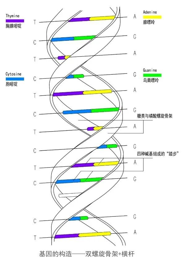 2022-05-31_科普园地 来自绷带里的奇妙物质,你认识生命的遗传密码吗?_3 2022-05-31_科普园地 来自绷带里的奇妙物质,你认识生命的遗传密码吗?_3