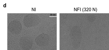 2022-12-27_Nano Today 全球首创无针注射方式接种新冠mRNA-LNP疫苗,疫苗免疫原性和稳定性显著提高_4 2022-12-27_Nano Today 全球首创无针注射方式接种新冠mRNA-LNP疫苗,疫苗免疫原性和稳定性显著提高_4