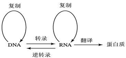 2022-05-27_科普园地 重温中学生物课——什么是生物学中心法则？_6