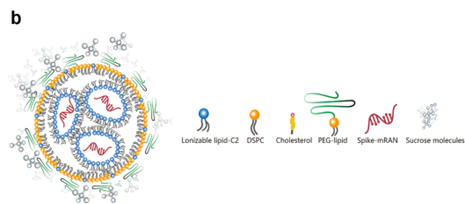2022-12-27_Nano Today 全球首创无针注射方式接种新冠mRNA-LNP疫苗,疫苗免疫原性和稳定性显著提高_3 2022-12-27_Nano Today 全球首创无针注射方式接种新冠mRNA-LNP疫苗,疫苗免疫原性和稳定性显著提高_3