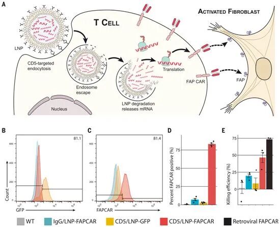 2022-01-13_Science:重大突破!注射脂质纳米颗粒封装的mRNA在体内产生CAR-T细胞,可显著逆转心脏纤维化_2 2022-01-13_Science:重大突破!注射脂质纳米颗粒封装的mRNA在体内产生CAR-T细胞,可显著逆转心脏纤维化_2